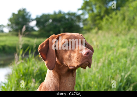 Un primo piano colpo di una razza di cane Vizsla in un campo. Foto Stock