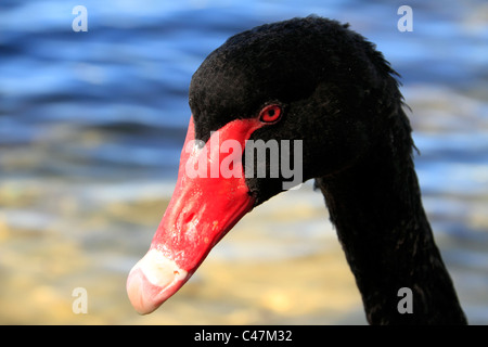 Black Swan verticale ( Cygnus atratus ), Perth Western Australia Foto Stock