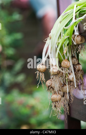 Scavato spagnolo bluebell lampadine. Invasiva specie vegetali Foto Stock