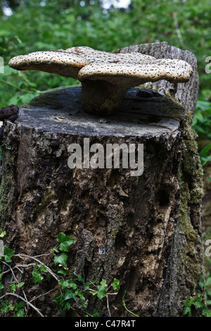 Dryad sella del fungo (polyporus squamosus) che cresce su un vecchio ceppo di albero Foto Stock