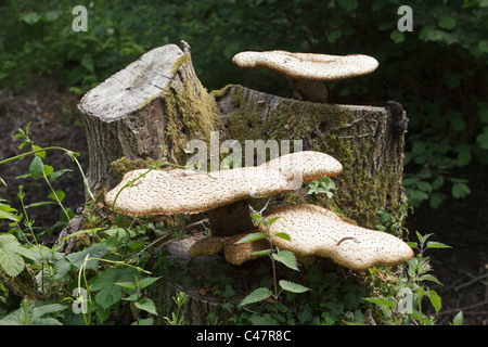 Dryad sella del fungo (polyporus squamosus) che cresce su un vecchio ceppo di albero Foto Stock