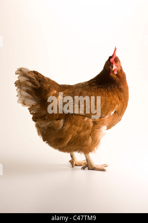 Pollo studio shot Foto Stock