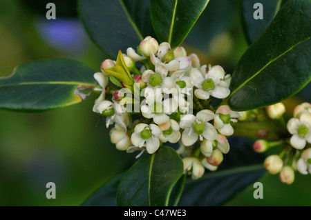 The tiny white flowers of holly (Ilex aquifolium) blossom UK Foto Stock