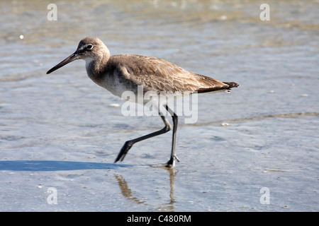 Willet (Catoptrophorus semipalmatus) Foto Stock