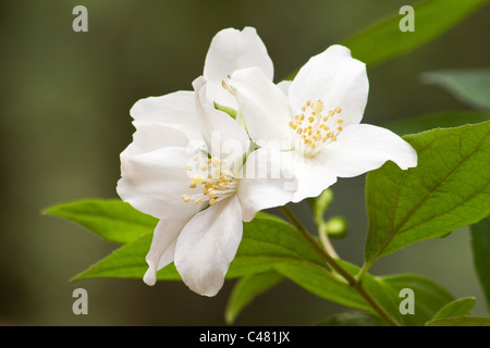 Close-up della pianta di gelsomino e fiore Foto Stock