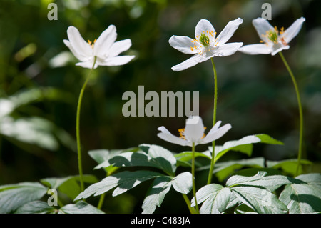 Buschwindroeschen, Anemone memorosa, legno europeo anemone, Hedmark, Norwegen, Norvegia Foto Stock