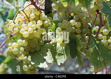 Grappolo di uva bianca appesa in un vigneto Foto Stock