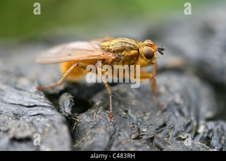 Sterco di giallo-fly Scatophaga stercoraria su sterco di pecora, Lancashire, Regno Unito Foto Stock