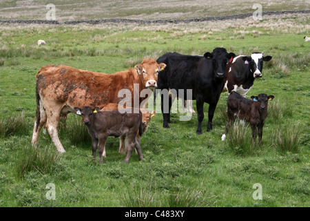 Vacche e vitelli nel trogolo di Bowland, Lancashire, Regno Unito Foto Stock