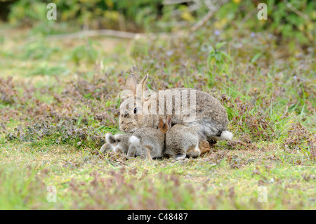 Conigli europea, oryctolagus cunniculus femmina adulta con giovani di tentare di allattare Foto Stock