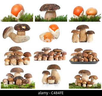 Raccolta dei funghi commestibili su sfondo bianco Foto Stock