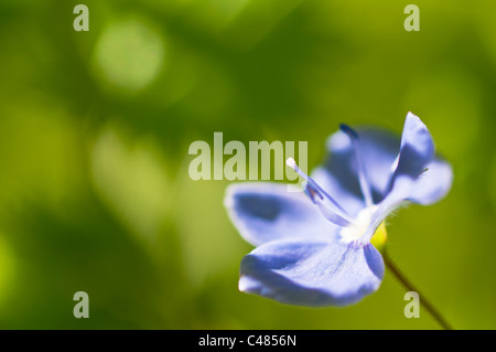 Maennertreu, Veronica Chamaedris, Germander Speedwell, Rena, Hedmark, Norwegen Foto Stock