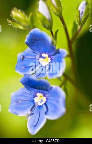 Maennertreu, Veronica Chamaedris, Germander Speedwell, Rena, Hedmark, Norwegen Foto Stock