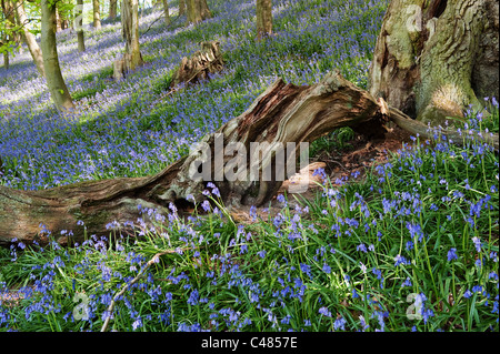 Bluebells nei boschi in Bransdale Foto Stock