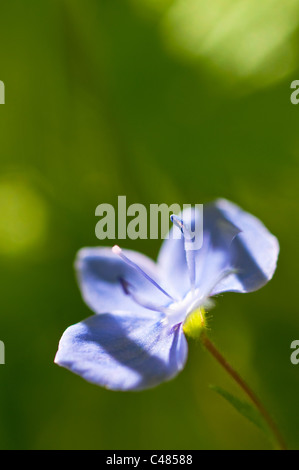 Maennertreu, Veronica Chamaedris, Germander Speedwell, Rena, Hedmark, Norwegen Foto Stock