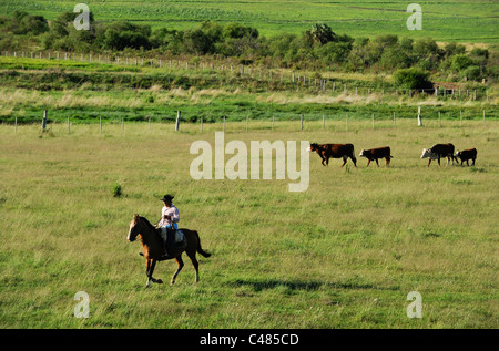 URUGUAY dell agricoltura e dell allevamento , Gauchos con cavalli e bestiame bovino su praterie Foto Stock