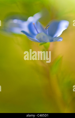 Maennertreu, Veronica Chamaedris, Germander Speedwell, Rena, Hedmark, Norwegen Foto Stock