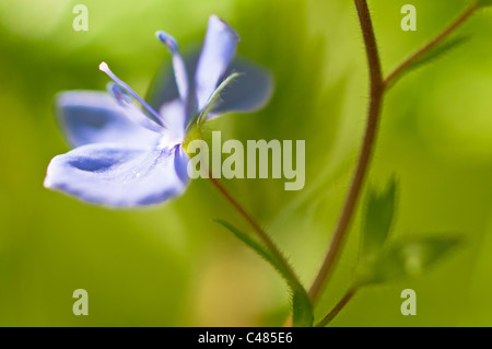 Maennertreu, Veronica Chamaedris, Germander Speedwell, Rena, Hedmark, Norwegen Foto Stock