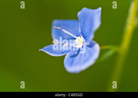 Maennertreu, Veronica Chamaedris, Germander Speedwell, Rena, Hedmark, Norwegen Foto Stock