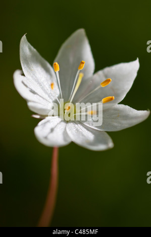 Europaeischer Siebenstern, Trientalis europaea, Chickweed Wintergreen, Rena, Hedmark, Norwegen Foto Stock