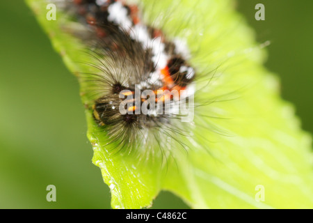 Giallo-coda, Goldtail falena o falena Swan (Euproctis similis) Caterpillar Foto Stock