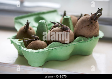 Tuberi seme di patate Chitting in scatola per uova all'interno sul davanzale Foto Stock