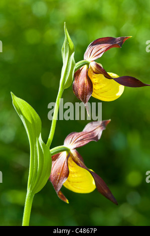 Europaeischer Frauenschuh, Cypripedium calceolus, Pianella della Madonna Orchid, Rena, Hedmark, Norwegen Foto Stock