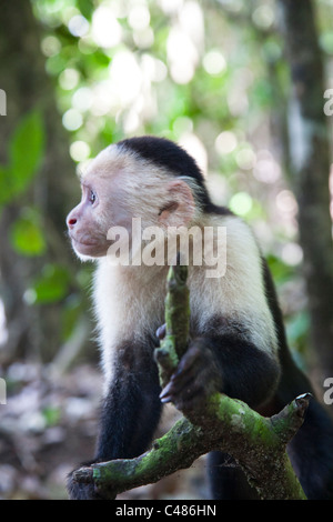 Bianco-testa di scimmia cappuccino in Manuel Antonio National Park in provincia di Puntarenas, Costa Rica Foto Stock