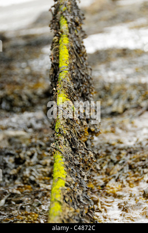 Barche abbandonate a Salen, Isle of Mull. Foto Stock