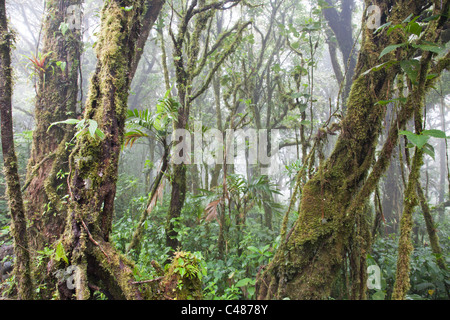 Monteverde Cloud Forest Preserve, Costa Rica Foto Stock