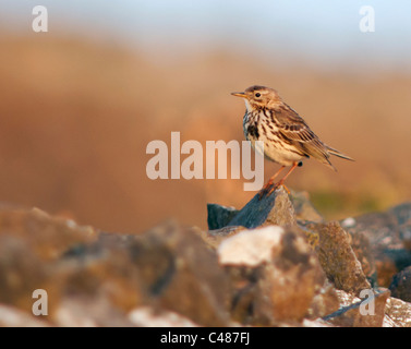 Appollaiato Meadow Pipit (Anthus pratensis) sulla Pietra a secco a parete, Pembrokeshire Foto Stock