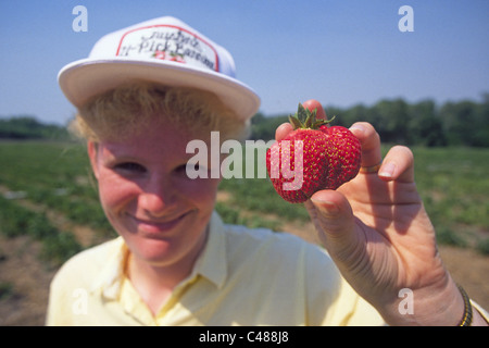 Una donna di fragole di prelievo in corrispondenza di una auto-pick patch di fragola Foto Stock