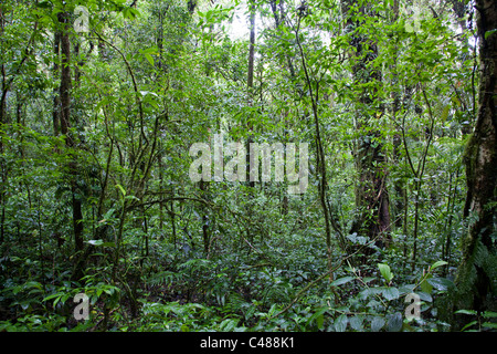 Monteverde Cloud Forest Preserve. Costa Rica Foto Stock