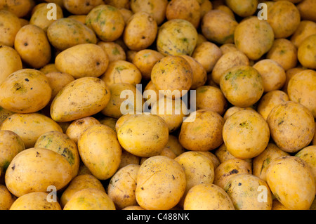 Fattoria fresco magoes dritto dal Grove a un mercato locale Foto Stock