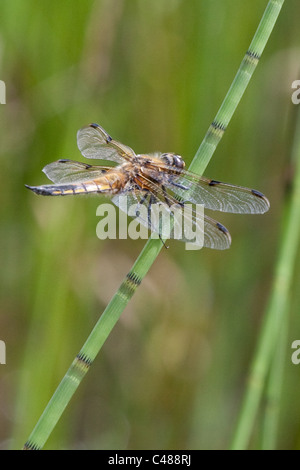 Dragon Fly sul pettine Foto Stock