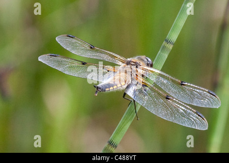 Dragon Fly Foto Stock