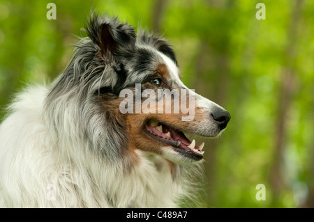 Ritratto di Shetland sheepdog. Foto Stock