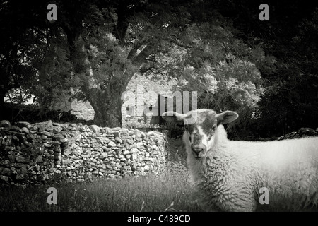 Immagine in bianco e nero di agnello in parte anteriore del vecchio fienile e struttura a sbalzo a secco con muro di pietra Foto Stock