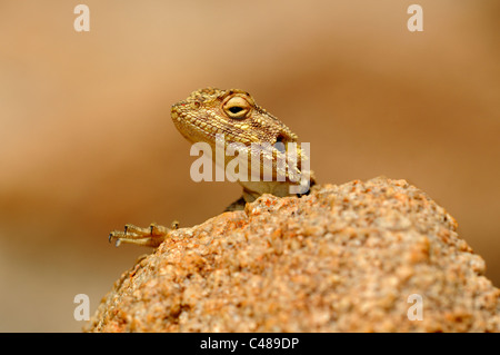 Southern Rock AGAMA SA, Knobel la AGAMA SA, l'AGAMA SA atra knobeli, femmina, Goegap Riserva Naturale, Namaqualand, Sud Africa Foto Stock