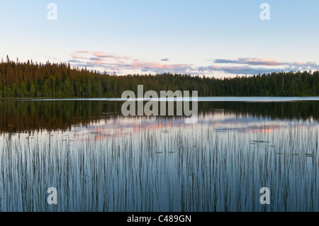 Un Abendstimmung einem Waldsee, Rena, Hedmark, Norwegen, atmosfera serale, Lago, Norvegia Foto Stock