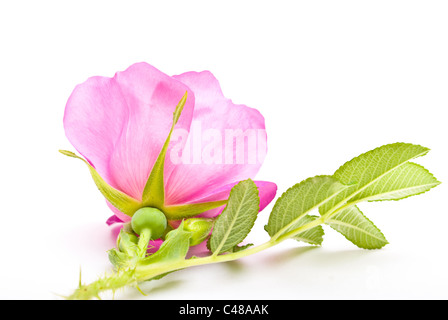 Bella rosa tea su uno sfondo bianco. Foto Stock