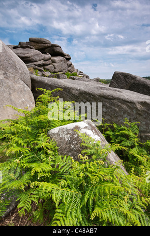 Rocce e verde giovane felci a Owler Tor, il Peak District, Derbyshire, Giugno 2011. Foto Stock