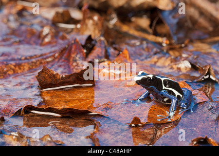 Tintura di dart frog [dendrobates tinctorius] in acqua, ritratto Foto Stock