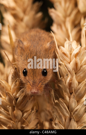 Harvest mouse [micromys minutus] in grano raccolto di cereali, ritratto Foto Stock