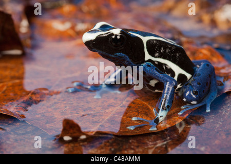 Tintura di dart frog [dendrobates tinctorius] in acqua, ritratto Foto Stock