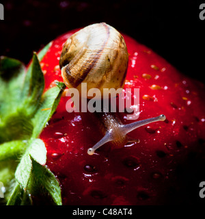 Close up della lumaca su fragola Foto Stock