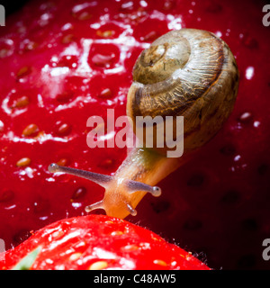 Close up della lumaca su fragola Foto Stock