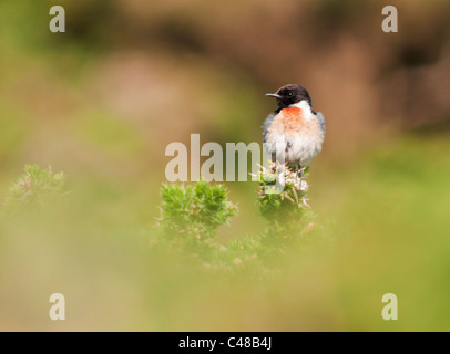 Arroccato Stonechat maschio (Saxicola torquata) sulla parte superiore della boccola di ginestre, Pembrokeshire, Galles Foto Stock