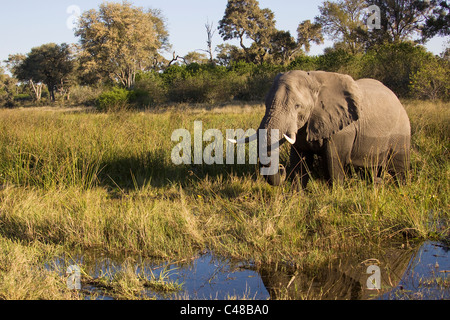 Afrikanischer Elefante africano (Loxodonta africana), Savuti, Chobe Nationalpark, Botswana, Afrika Foto Stock