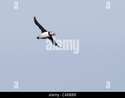 Atlantic Puffin (Fratercula arctica) in volo sulla isola di Skomer off Il Pembrokeshire Coast in Galles Foto Stock